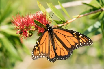 a Monarch butterfly on a Callistemon plant