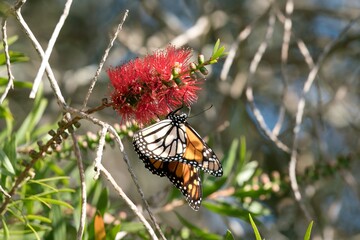 a Monarch butterfly on a Callistemon plant