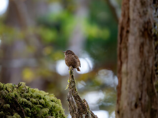 森の中で枯れ木に留まっているミソサザイ