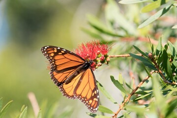 a Monarch butterfly on a Callistemon plant