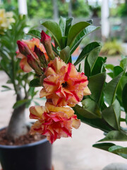 Close up of red yellow adenium flowers are blooming