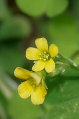 all-american shamrock yellow flower and green bokeh background. The creeping woodsorrel, oxalis corniculata, low growing herbaceous plant in the family oxalidaceae.