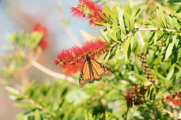 a Monarch butterfly on a Callistemon plant