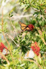 Monarch butterflys on a Callistemon plant