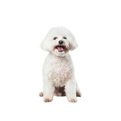 Bichon Frise Performs In Dog Shows, Isolated on transparent background