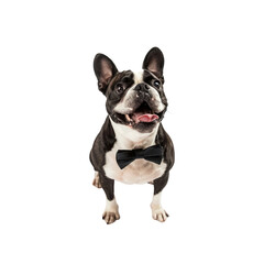 Fototapeta premium Boston Terrier Entertains Visitors, Isolated on transparent background