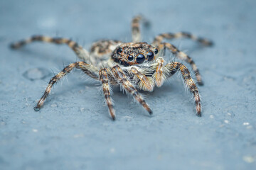 Colorful jumping spider on cement floor, Selective focus, macro shot, Thailand.