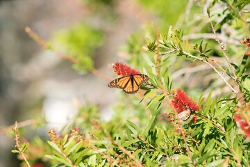 Monarch butterflys on a Callistemon plant