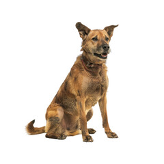Fototapeta premium Canaan Dog Watches Over The Village, Isolated on transparent background