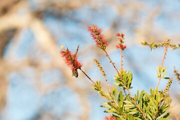 Monarch butterflys on a Callistemon plant