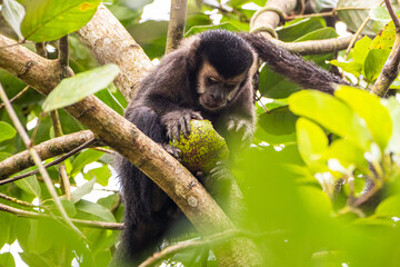 Macaco-prego comendo na Mata Atlântica / yellow-breasted-capuchin monkey eating in the atlantic forest © Gabriel Marchi