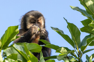 Macaco-prego comendo na Mata Atlântica / yellow-breasted-capuchin monkey eating in the atlantic forest