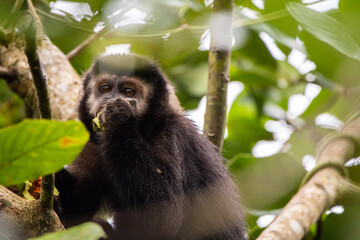 Macaco-prego comendo na Mata Atlântica / yellow-breasted-capuchin monkey eating in the atlantic forest