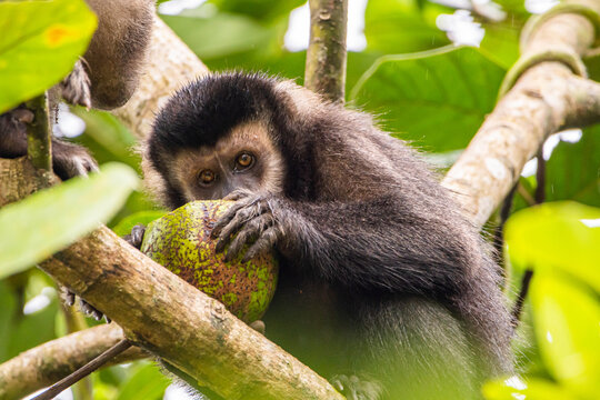 Macaco-prego comendo na Mata Atl&acirc;ntica / yellow-breasted-capuchin monkey eating in the atlantic forest