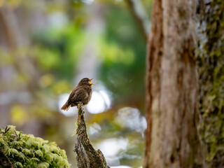 森の中で枯れ木に留まってさえずるミソサザイ