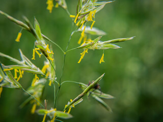 flowers of grass