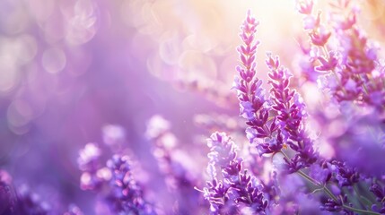 Fototapeta premium Sunlit Lavender Field