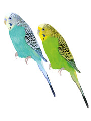 セキセイインコ（ブルー、ライトグリーン）