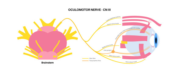Oculomotor nerve poster