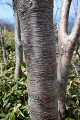 Climbing Mt. Azumaya, Nagano, Japan