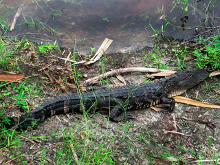 Baby Alligator Laying On The Edge Of A River Sunning