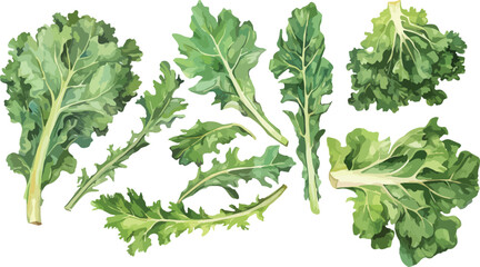 kale watercolor clipart