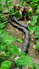 A garden snake on a paver path