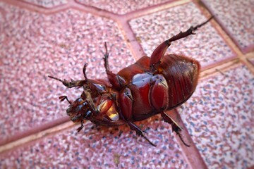 Coconut rhinoceros beetle lying on its back on the floor closeup.