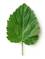 Fototapeta premium Fresh melissa leaves isolated on white background, herbal concept.