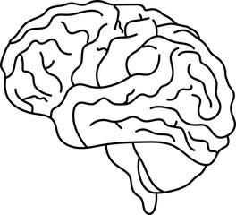 Hand-Drawn Outline of the Human Brain