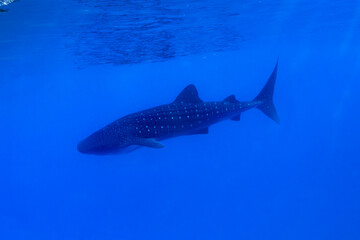 Whale shark gliding through the clear, deep blue waters off the coast of Oahu, Hawaii