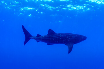 Fototapeta premium Whale shark gliding through the clear, deep blue waters off the coast of Oahu, Hawaii
