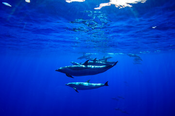 Pantropical spotted dolphins glide gracefully through the deep blue Hawaiian waters