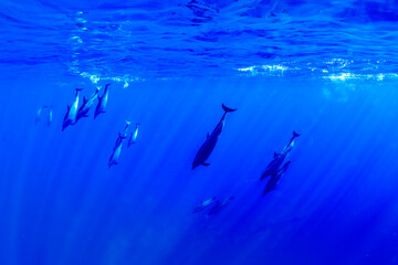 Obraz premium Pantropical spotted dolphins glide gracefully through the deep blue Hawaiian waters