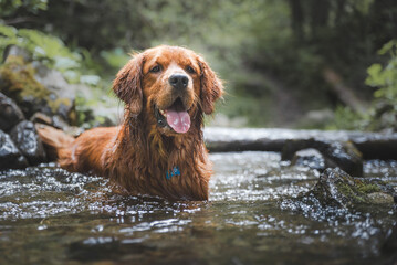 The Most Handsome Golden Retriever Lying In A Stream