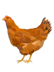 地鶏（めんどり）