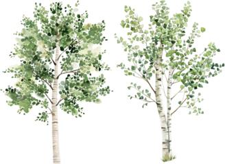 watercolor birch tree isolated on white background