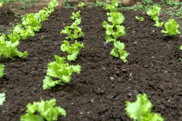 Lactuca sativa in the organic vegetable farm