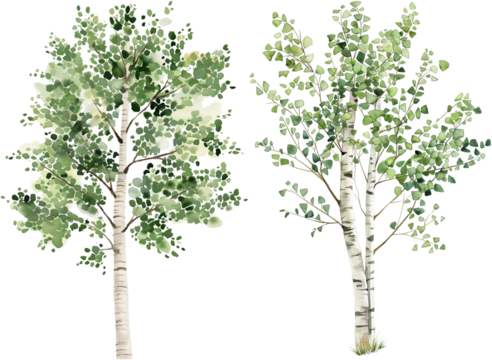 watercolor birch tree isolated on white background