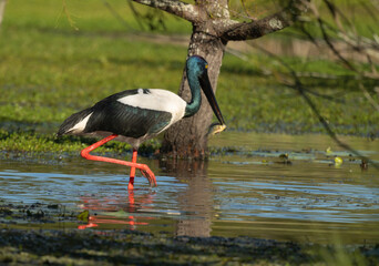 Black necked stork ( ephippiorhynchus asiaticus ) Jabiru off with her catch for a feed.