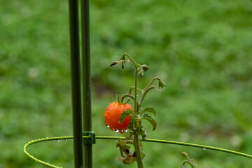 Obraz premium 雨の雫が滴る家庭菜園のミニトマト