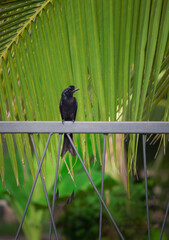Greater Racket-tailed Drongo perched on metal fence has coconut tree at back (Dicrurus paradiseus, Dicruridae)