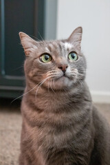 portrait of a gray tabby cat, head slightly turned looking away from the camera
