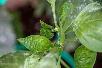 close up of a bell pepper plant with buds