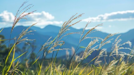 Obraz premium Grasses Swaying in the Mountain Breeze