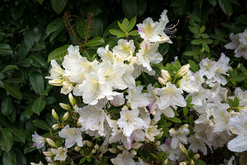 Blooming bush of rhododendron (azalea) white Adler Botanical Garden, Krasnodar Territory, Sochi, Russia