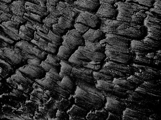 Black charcoal surface texture. Close up of charcoal bark. Charcoal skin. Design for background, texture, backdrop, template, banner, graphic, art, decor.