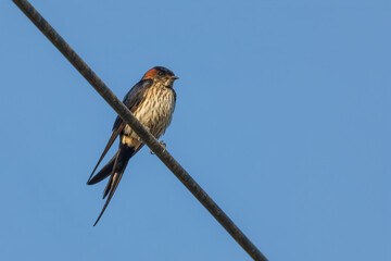 The Striated Swallow (Cecropis striolata) is a small bird with a distinctive pattern of fine striations on its underparts, a blue-black back, and a rufous forehead and throat. 
