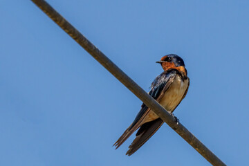 Barn Swallow (Hirundo rustica)