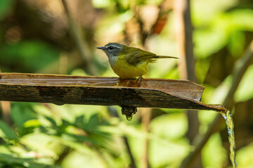 The Yellow-bellied Warbler (Abroscopus superciliaris) is a small, active bird characterized by its bright yellow underparts, olive-green upperparts, and a distinctive white supercilium